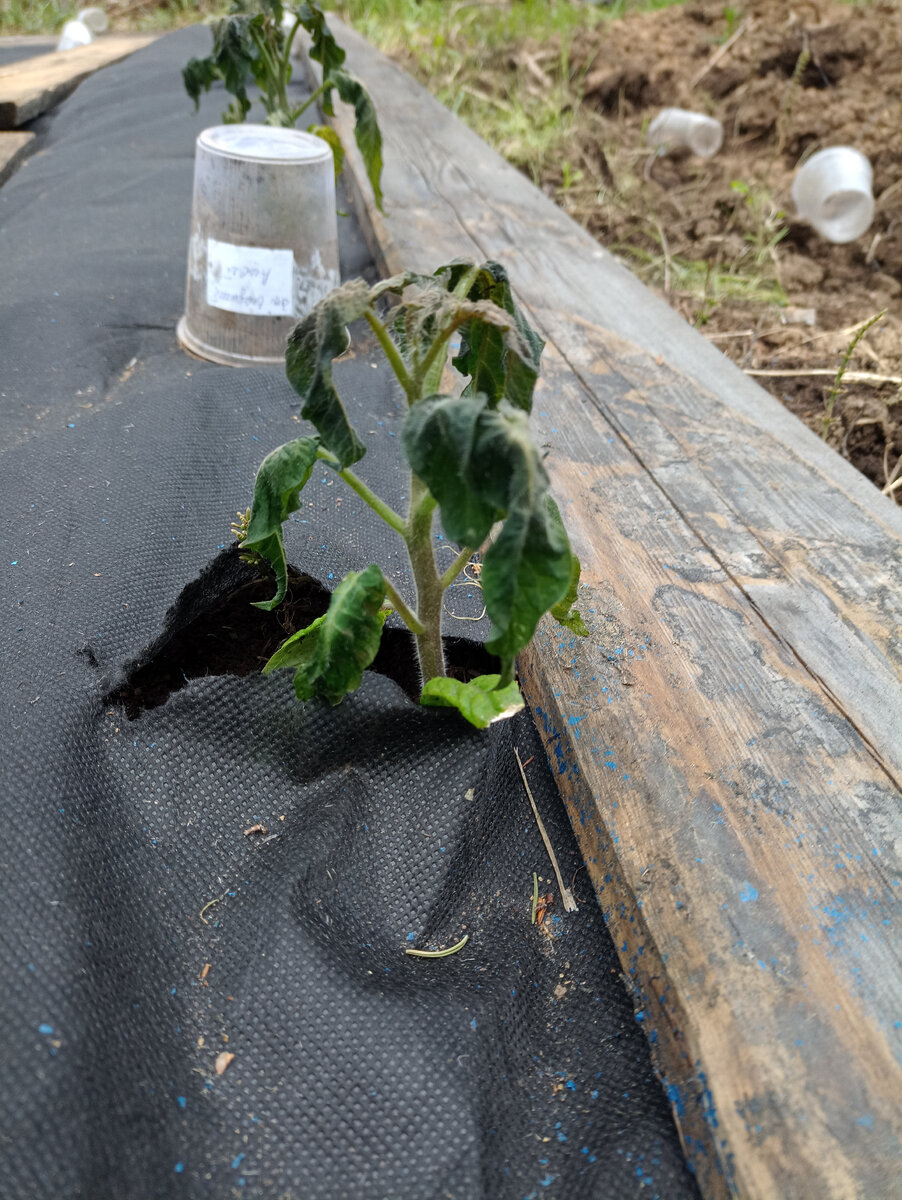 Гном печальный!Новый сорт😂