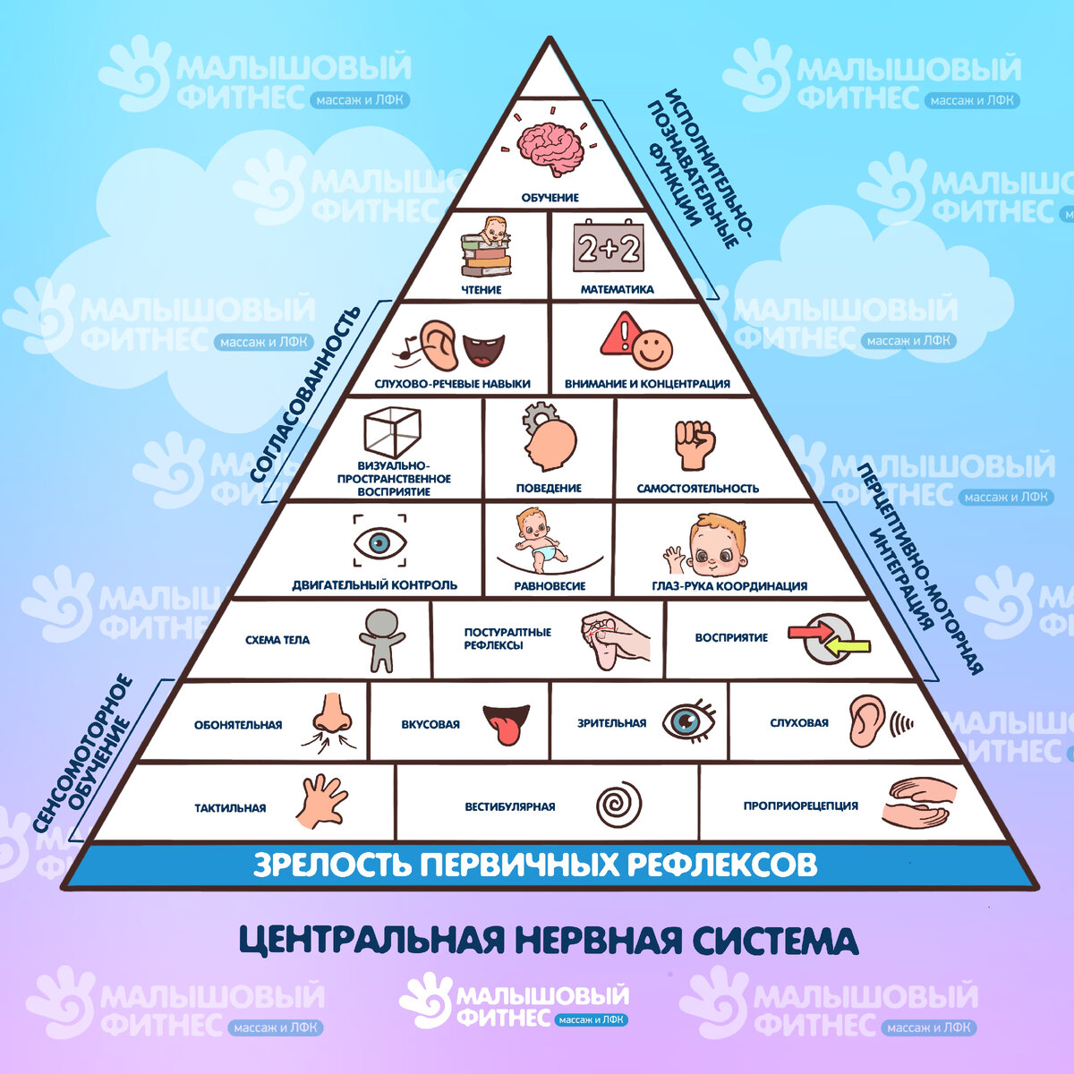 Пирамида зрелости первичных рефлексов
