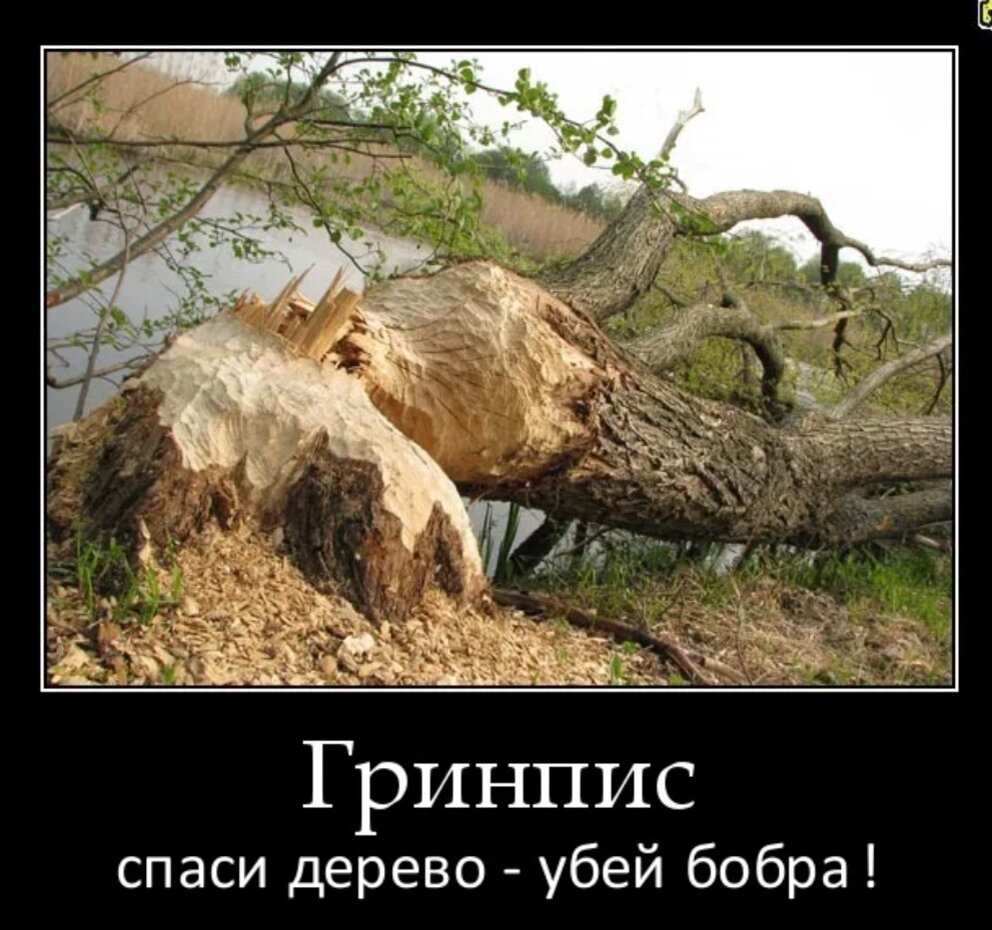 Убивают спасай. Смерть детоубийцам плакат. Убивают спасай. Убивают спасай. Убивают спасай.