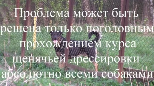 Агрессивное поведение собак, драки между собаками, имеет ли решение эта проблема