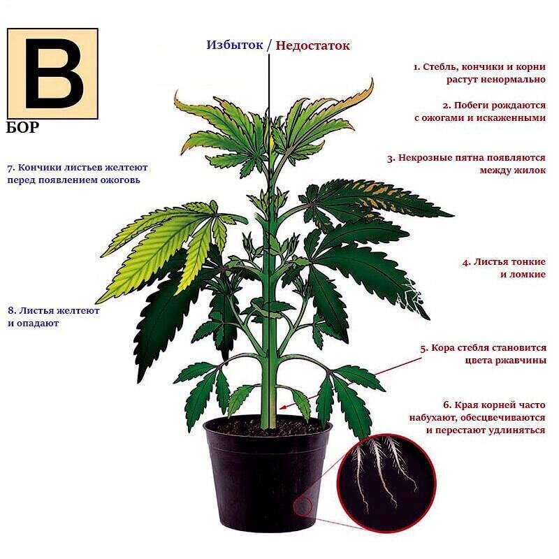 Влияние микроэлементов на организм растений проект