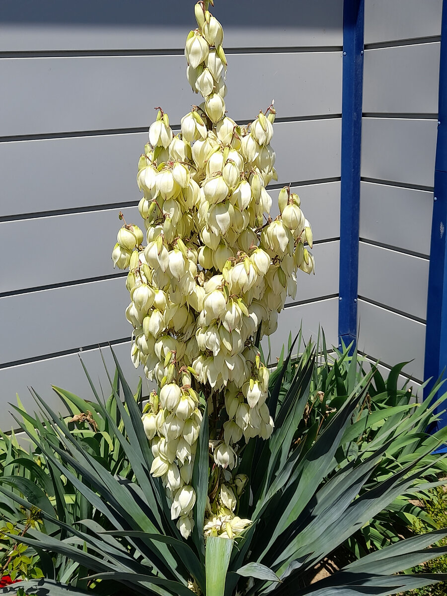 То самое, неведомое растение.