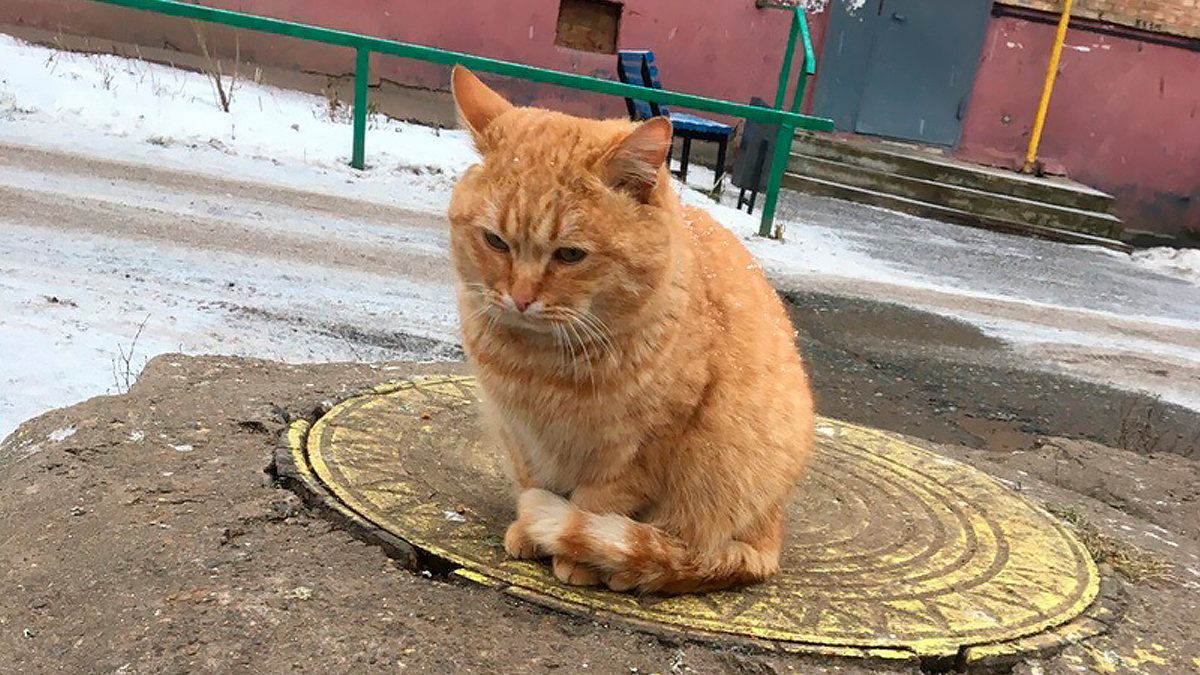 Мышь. Судьба кота. Кто хозяйка кота. Касатка муркоша. Судьба кота.