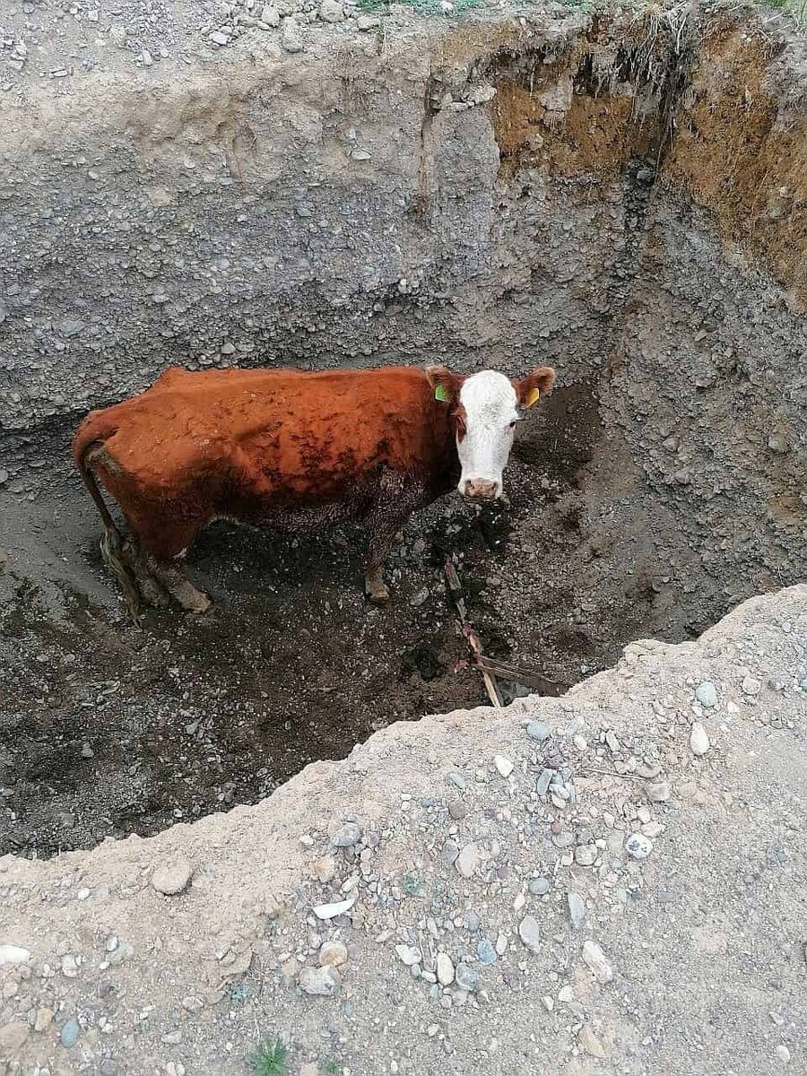 В Кош-Агаче пожарные спасли корову, упавшую в глубокую яму | Алтай. Главные  новости | Дзен