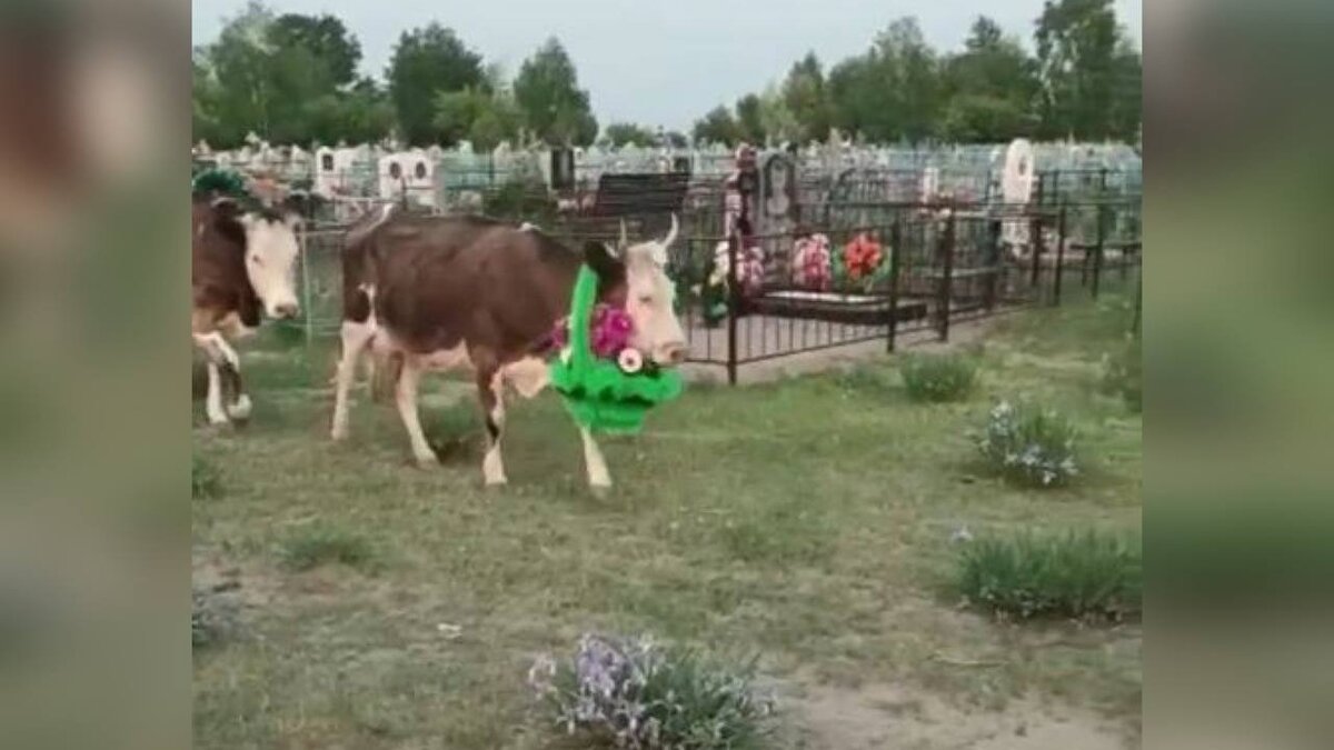 Погоню за пони