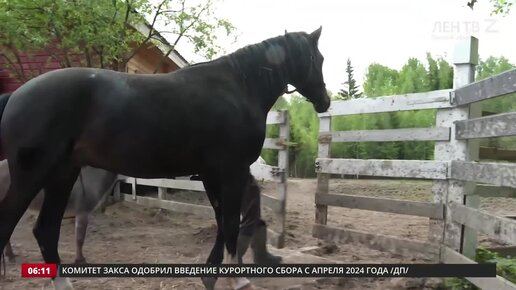 В Ленинградской области строится первая благотворительная зоолечебница