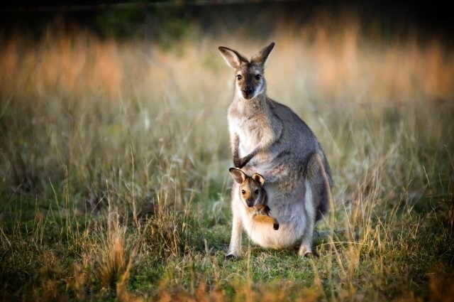    Есть ли левши среди животных?