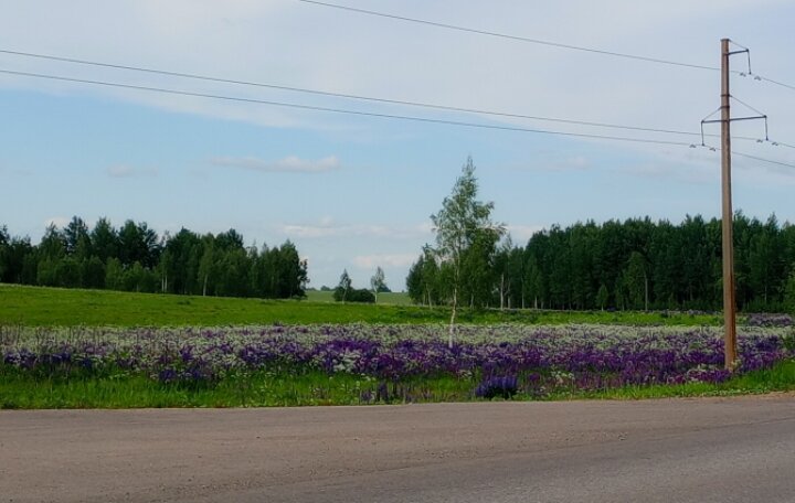 Цветет люпин на полях ,июнь 