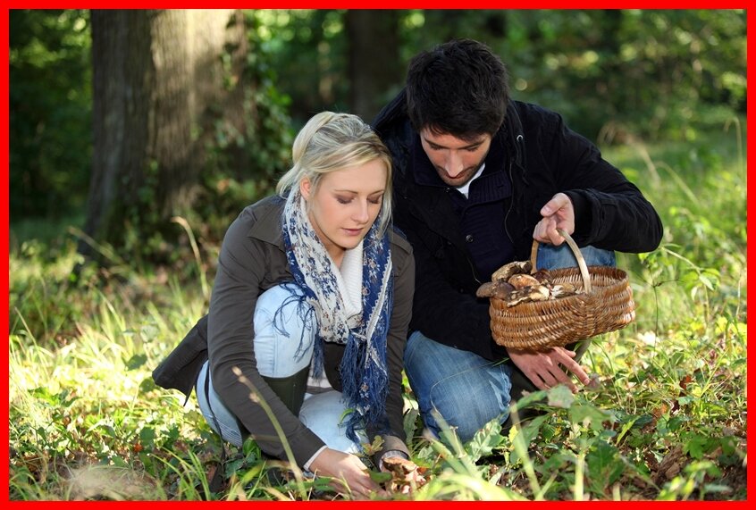 Грибов в лесу в том августе было много