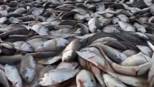 Какая рыба водится в азербайджане