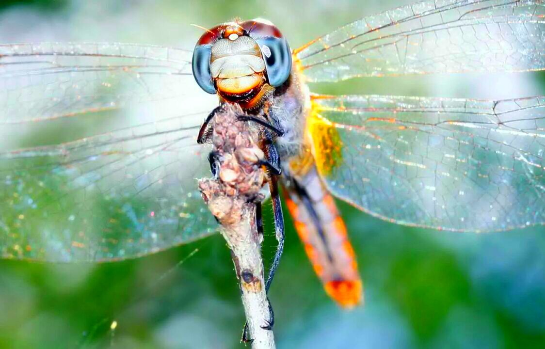 Картинка из инета