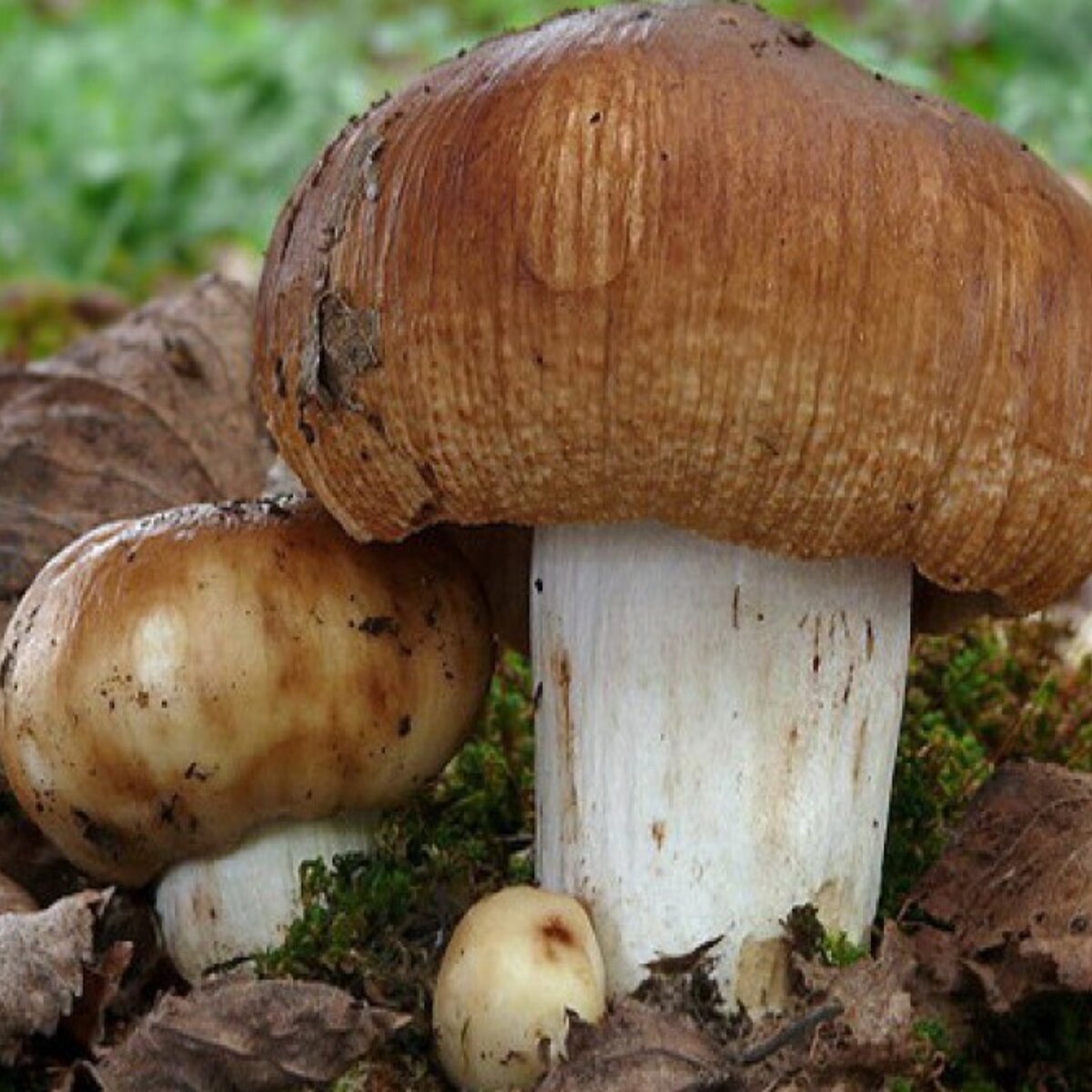 Валуи белые грибы. Валуи белые грибы. Валуи и сыроежки. Гриб кульбик валуй. Бычки грибы.