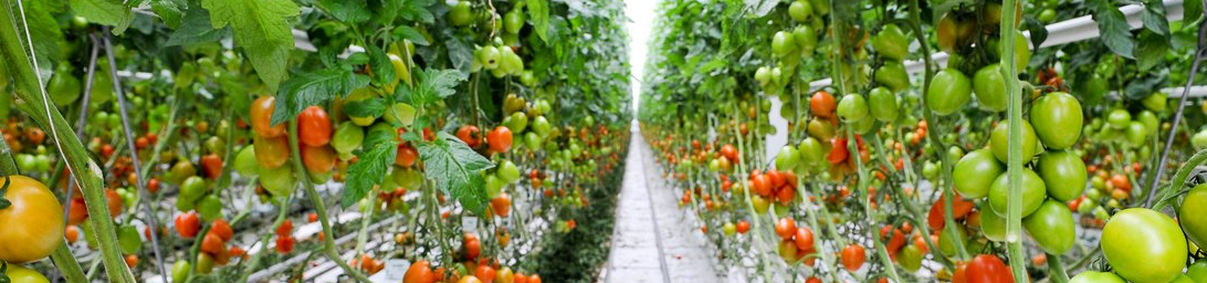 А всем очень хочется наблюдать вот такую картину: море вкусных плодов и никаких хлопот.