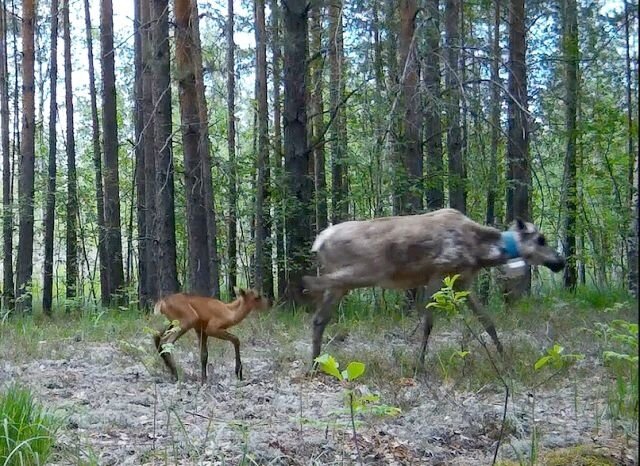 Керженский заповедник фотографии