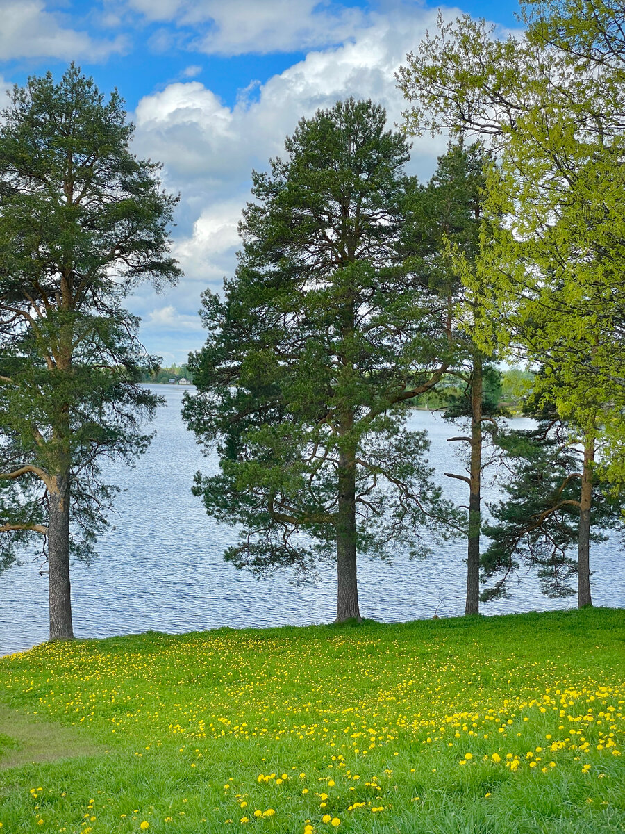 Над озером возвышаются сосны будто хранители и стражи 