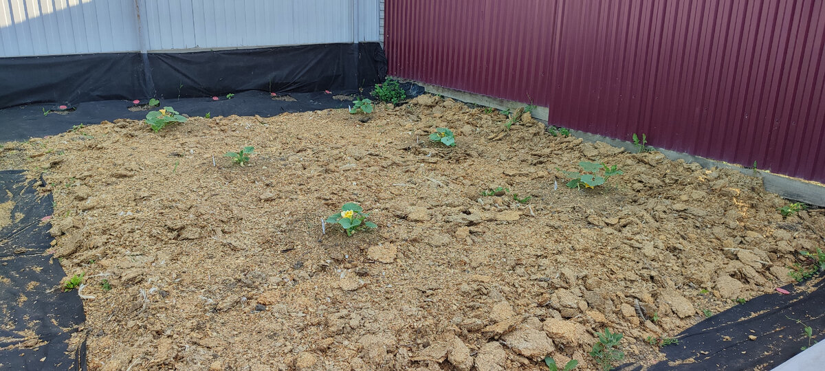 Или вот эта плантация для тыквы. За лето и зиму это всё это перепреет и сюда уже будет можно высаживать другие овощи. 