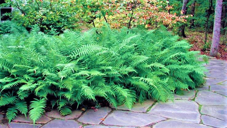 Красивые цветы, которые со временем вытеснят сорняки! | GardenLife | Дзен