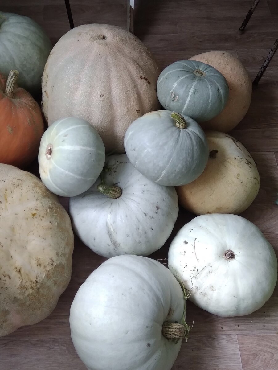 Урожай сестры -2022