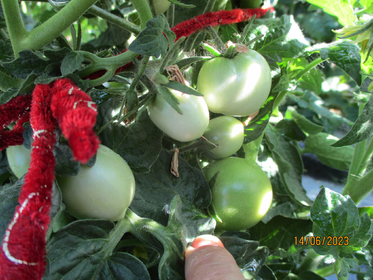 №894 Томатный Гном Салат из зеленого лайма.