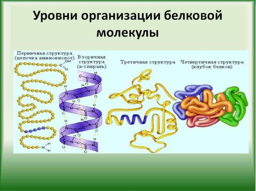 Характеристики структуры белка. Строение белка уровни организации белковой молекулы. Уровни структурной организации белковой молекулы. Уровни структурной организации белковых молекул. Охарактеризуйте уровни организации белковых молекул.