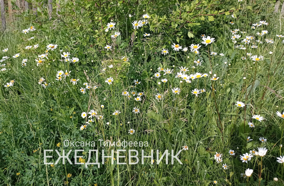 Ежедневник