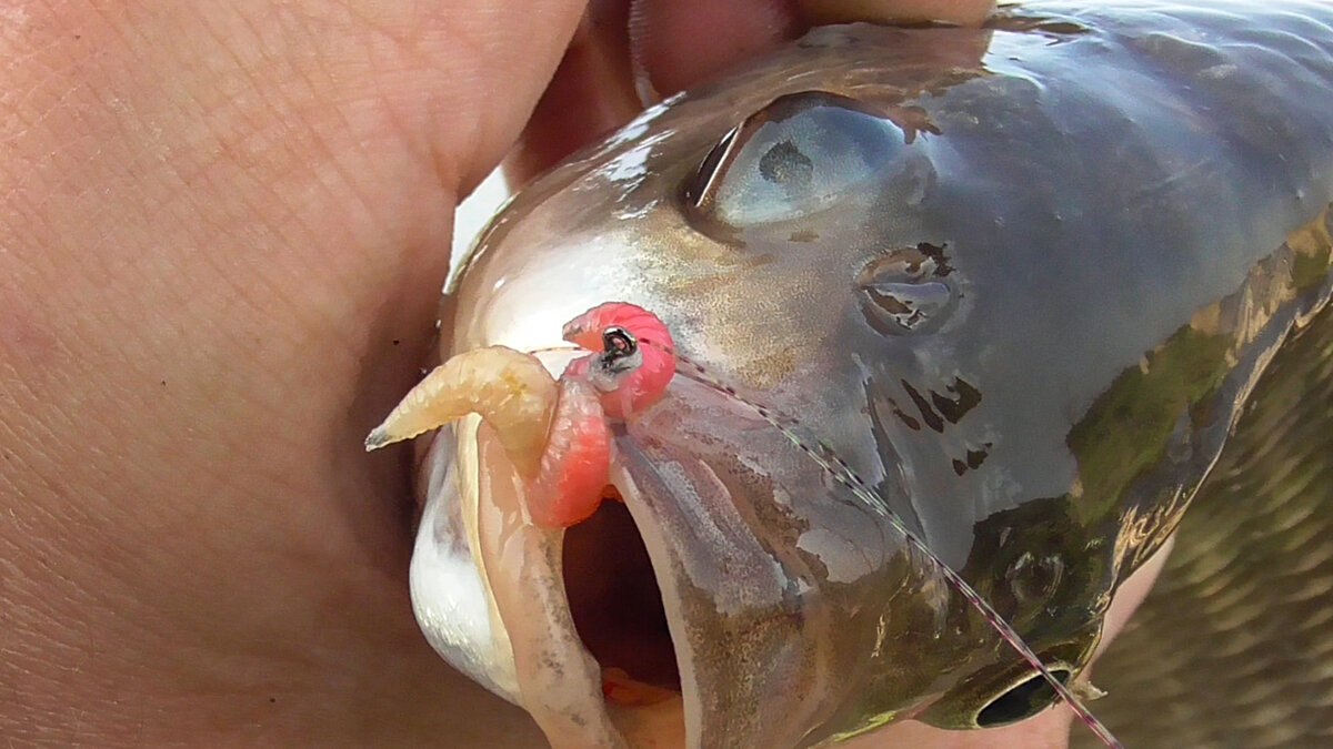 Крупная насадка отсекает мелкую рыбу!», – так ли это? Делюсь личным опытом  🎣 | О РЫБАЛКЕ И ЕДЕ | Дзен