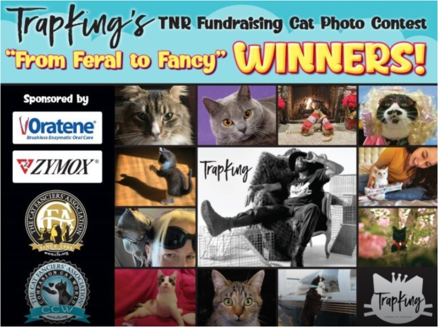 Источник: Ассоциация любителей кошек, https://cfa.org/