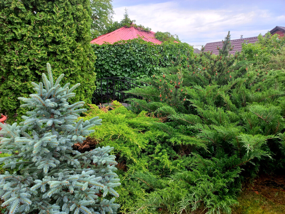 Вон там у беседки есть мостик,  там  и любят стоять, позировать  фотомодели. 