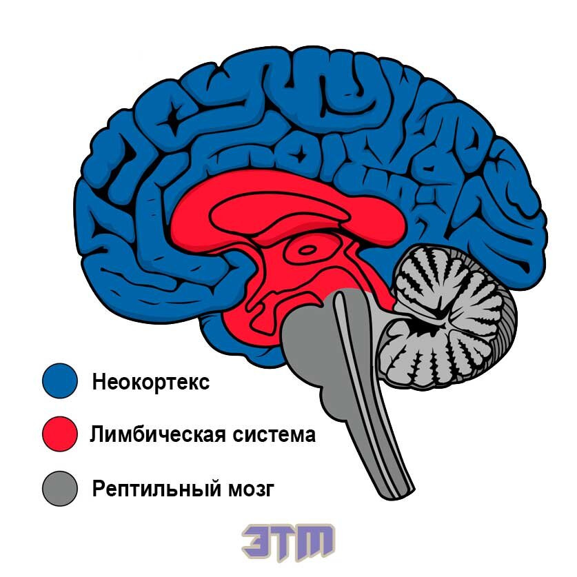 Теория триединого мозга