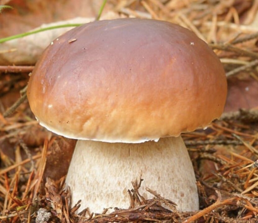      Сегодня я расскажу как вырастить грибы у себя на окне легко и просто! Сначала мы покупаем грибницу гриба которого хотим вырастить. Буду рассказывать на примере шампиньон. Грибницы бывают разные, есть зерновые-грибницы которые хранятся в пакете до полу года при температуре от 0 до +4 и компостные-хранятся в банке.
     Лучше всего как грунт использовать компост. 
 Для компостирования нужен специальный ящик квадратной формы с откидным бортом для того, что бы было удобнее перемешивать. Основой компоста является солома-стебли пшеницы, которые нужно положить на дно ящика, но перед этим солому нужно замочить. Навоз лучше всего подходит конский. Класть навоз нужно в пропорциях 1:1! И так выкладываем 6-10 слоёв при этом перемешивая их. Влажность помогут поддерживать древесные опилки лиственных деревьев,которые выкладывают на навоз, массу закрывают полиэтиленом и оставляют на 3-4 дня, периодически поливая водой. На 3-4 день вносят удобрение (мочевину и суперфосфат) и перемешивают, а через 3-4 при перемешивании добавляют аммония. После перемешивания компост разбавляют вяжущим веществом, состоящим из воды и гипса. После этого выложите компост в контейнер и оставьте на пару дней. 
     Способ посадки грибов зависит от типа грибницы: зерновую, просто разбросайте по поверхности, компостную разделите на кусочки и сажайте в не большие ямки. После размещения прикройте грибницы тонким слоем субстрата.
И ждите всходы через 1-2 недели!

Подписывайтесь на мой канал в Яндекс Дзен и на Ютубе!!!
         