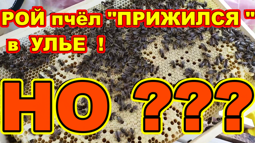 РОЙ ПЧЁЛ прижился в улье НО ??! Пересаженный рой пчёл в улье спустя 6 дней !