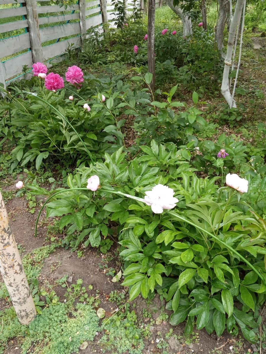 Тут я была окружена природой, шумом листьев и пением птиц