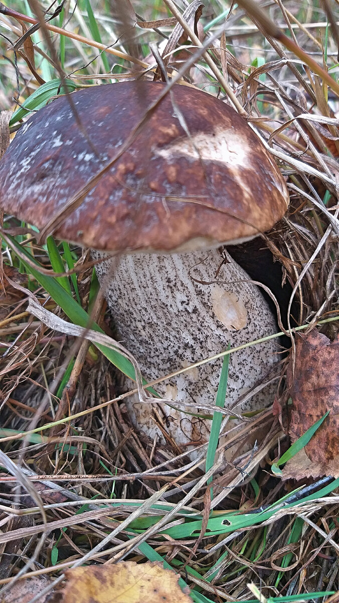 Осенний Подберезовик
