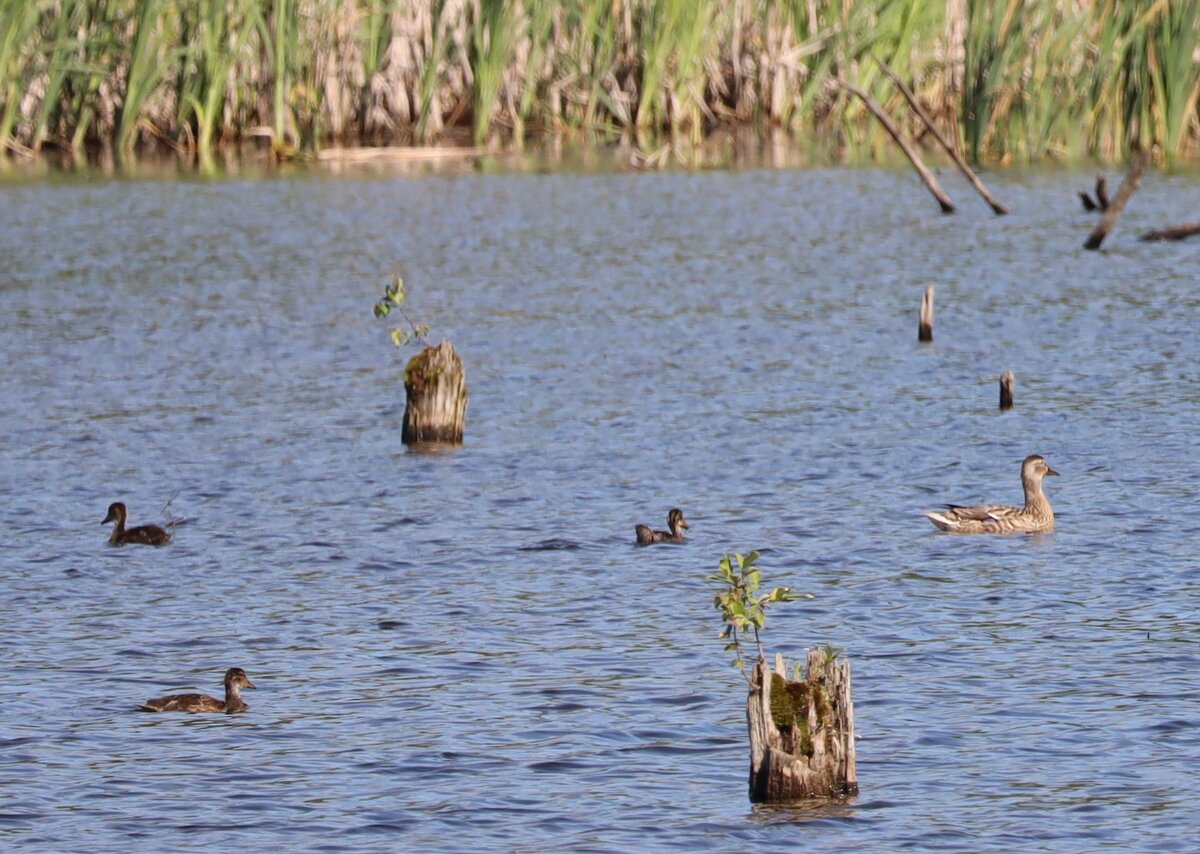 Мама с малышами