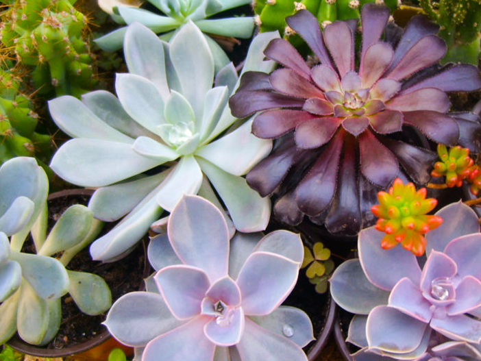 Руководство для начинающих по суккулентам
