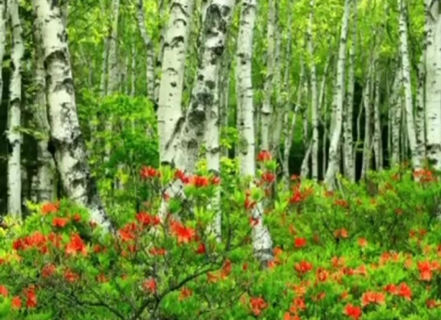 Русская природа прекрасна