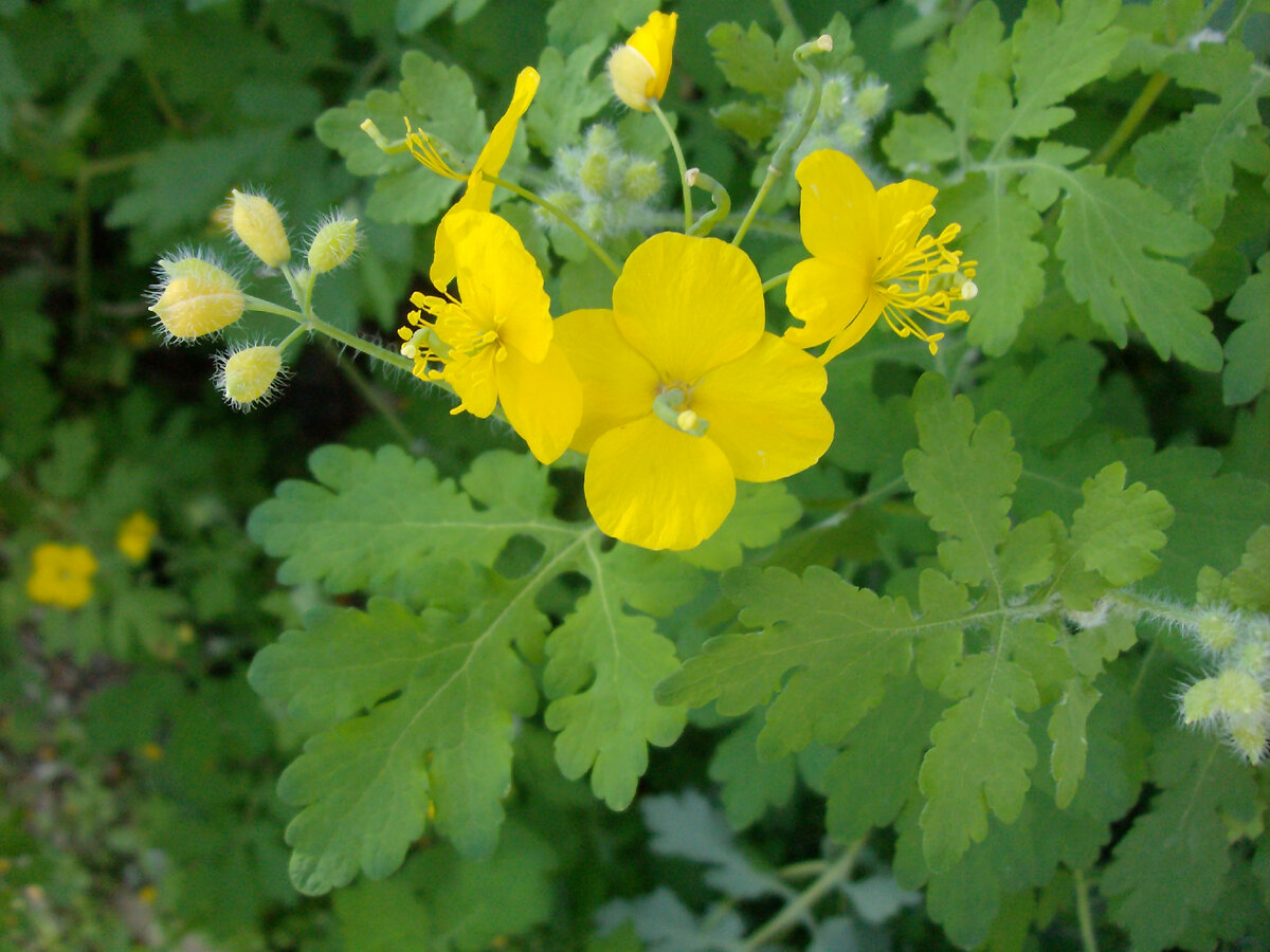 вот такие цветочки