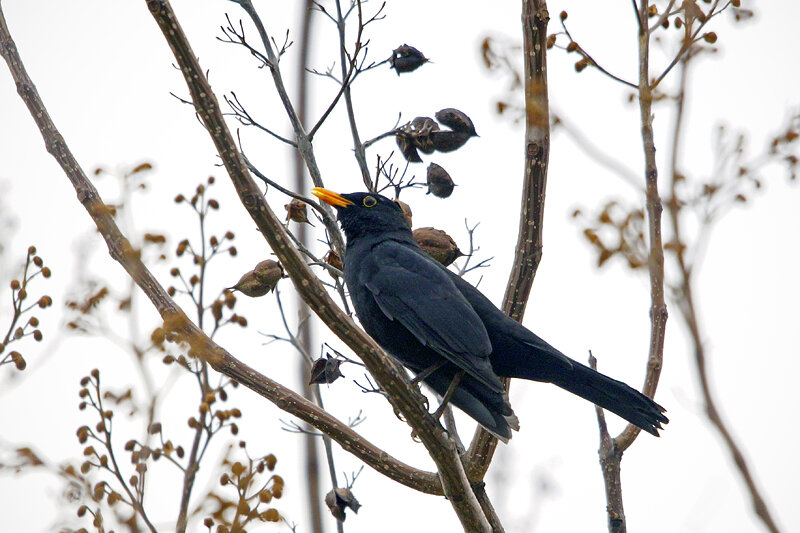 Дерево, на котором сидела птица, мне пока опознать не удалось)