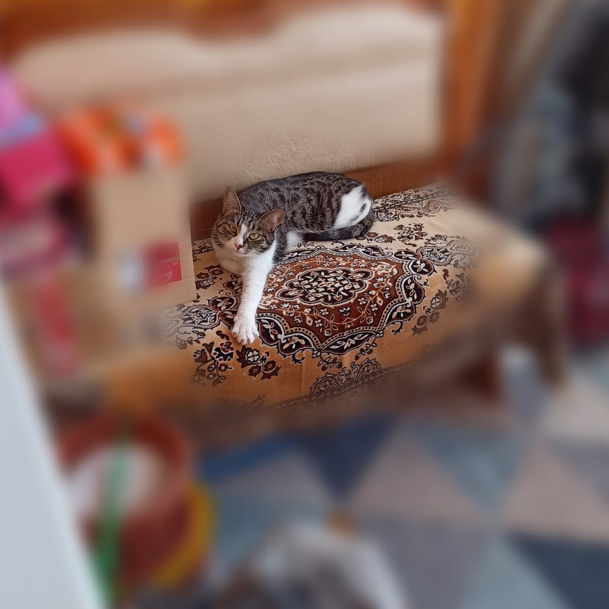 Видишь коготь? Вот до этой черты диванчик, мур, не занимать..