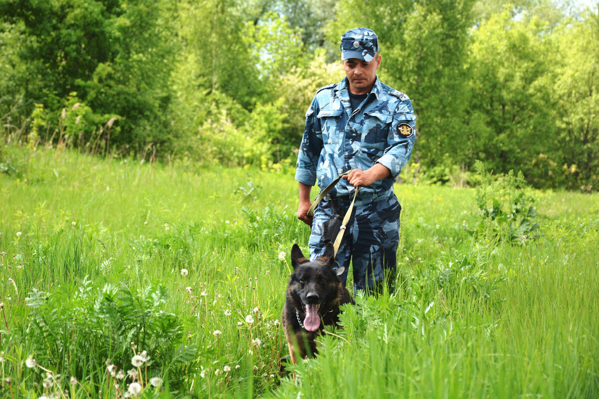 План работы кинологической службы на один год