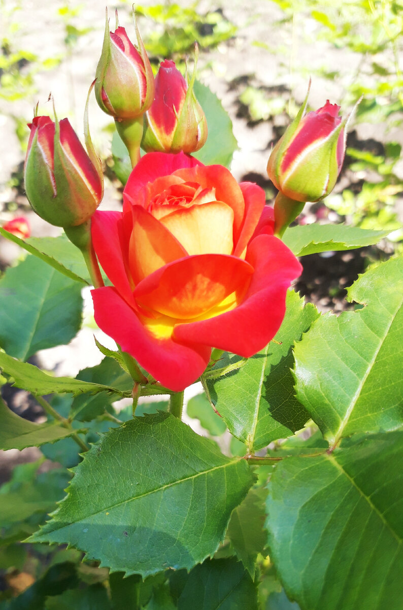 Розы на клумбах г. Ставрополя, фотография автора