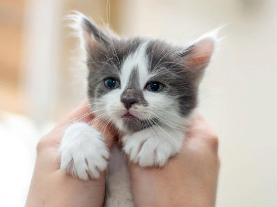 Котёнок Нося