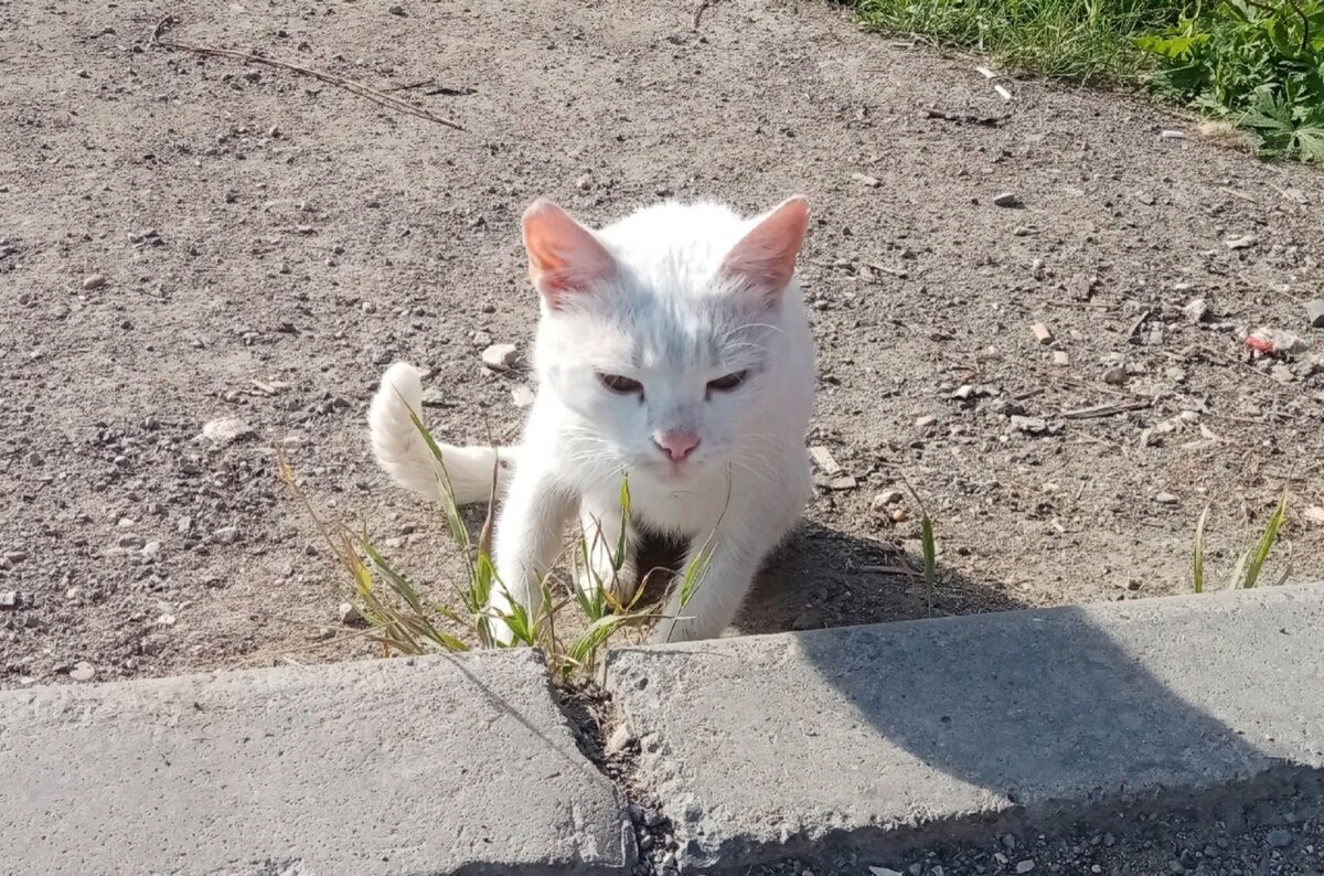 Белые кот и кошка лишились хозяев. Кошечке особенно нужна помощь | КОТОСПАС  Чусовой | Дзен