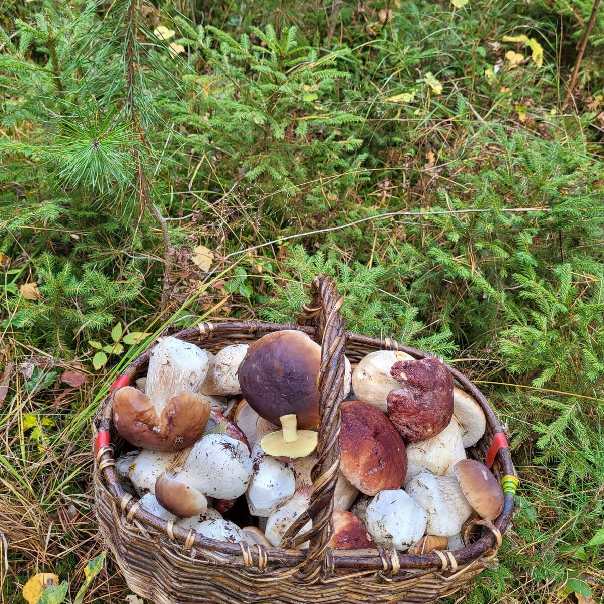 Светское грибное общество. Фото не Ваше.