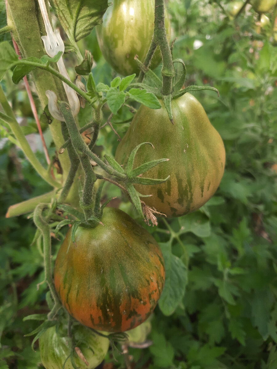 Спеют красивые груши. Очень мясистые и вкусные.