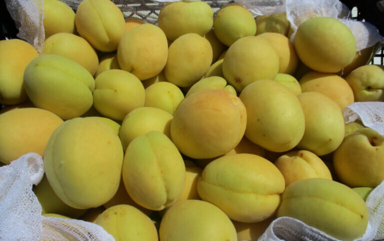    В Оренбуржье обнаружили более 18 тонн зараженных абрикосов из Узбекистана Кристина Просвиркина