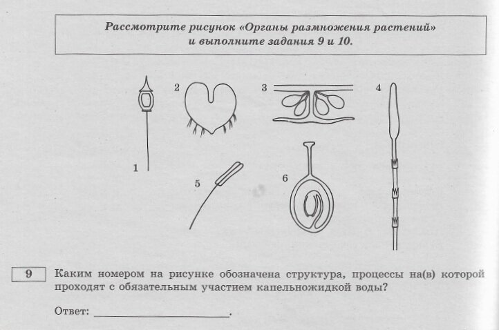 Уверена, все смогли опознать фонарь, бородатое сердце и скальпель. 
