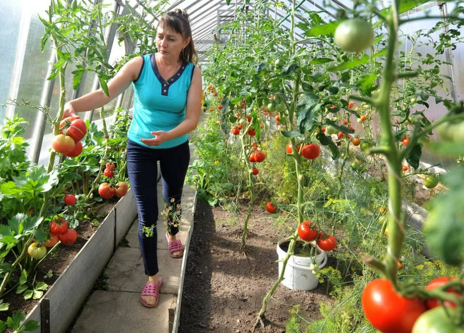 Фотография взята из источника hameleone.ru