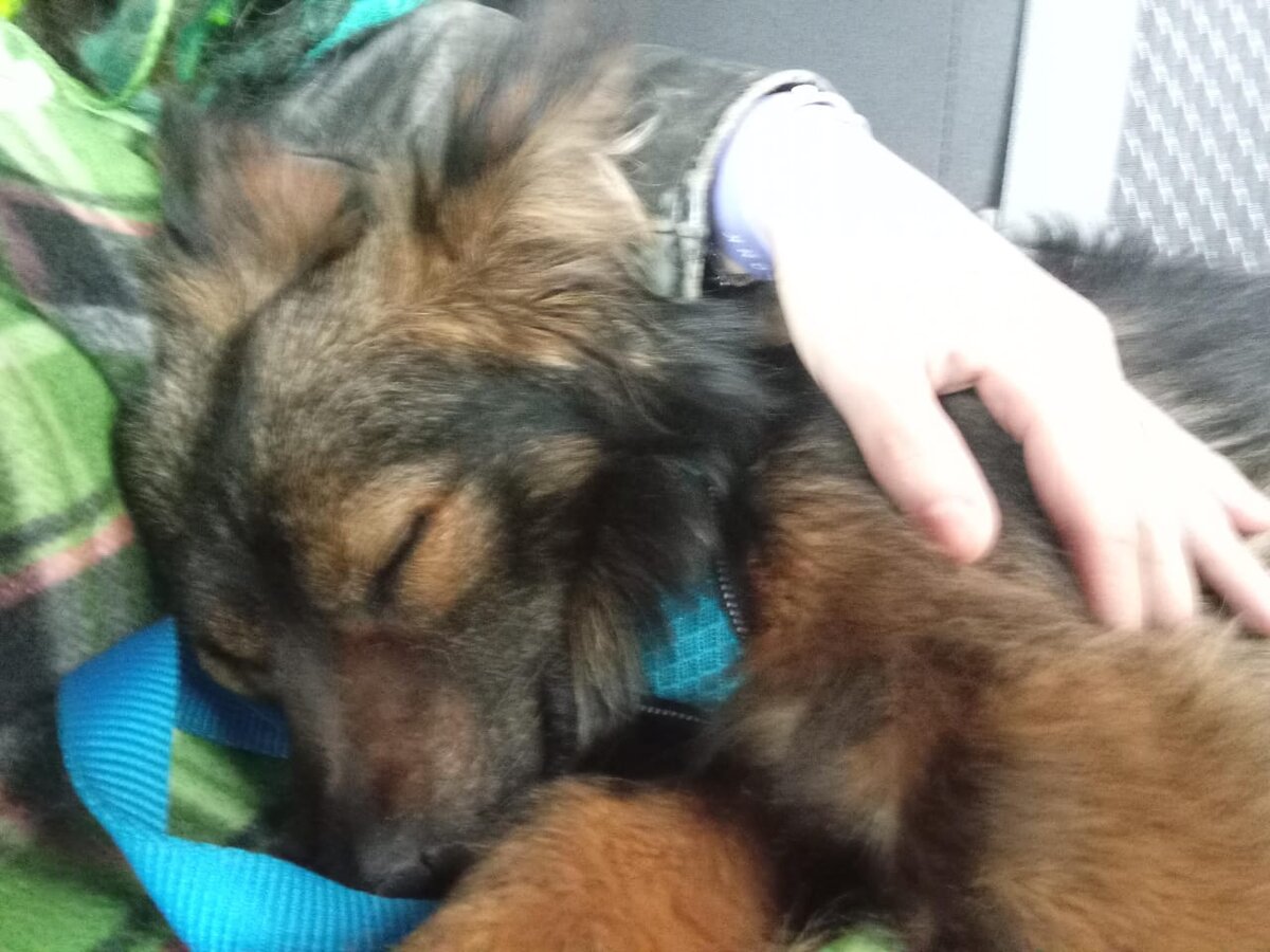 Сплю на руках у моего нового волонтёра