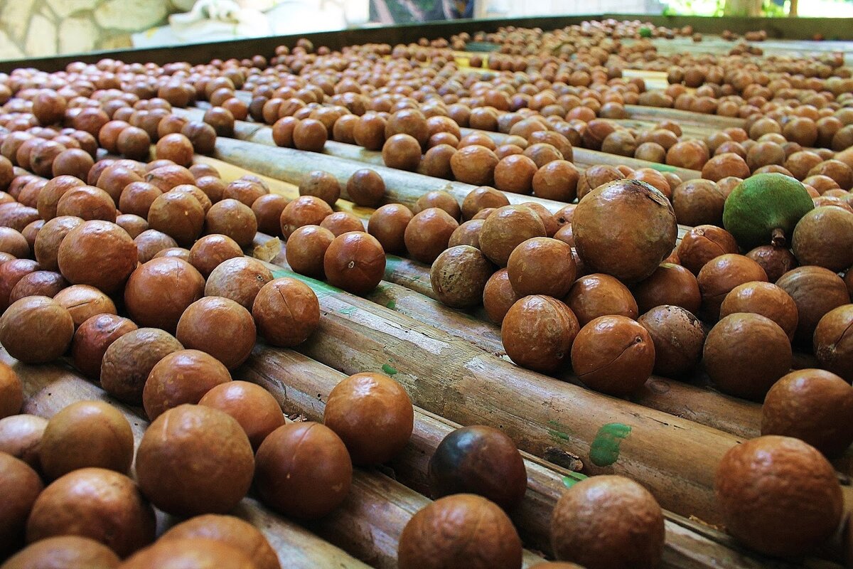 Как растет орех макадамии фото дерева